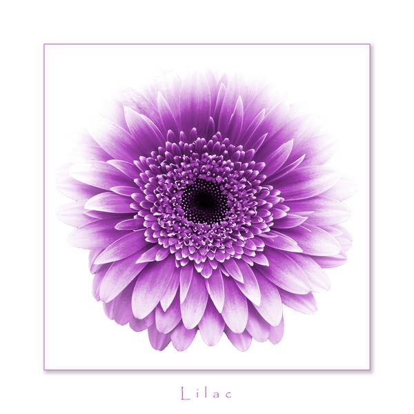 Lilac